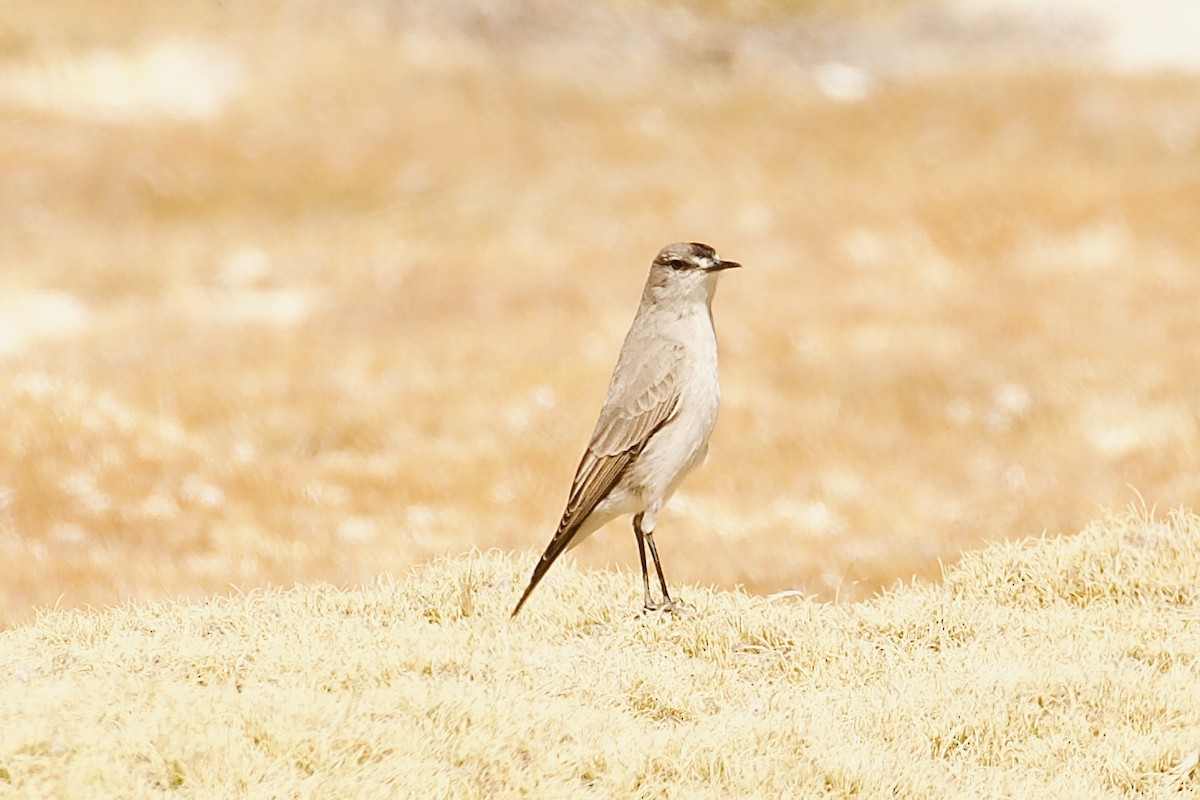 Black-fronted Ground-Tyrant - ML644023710