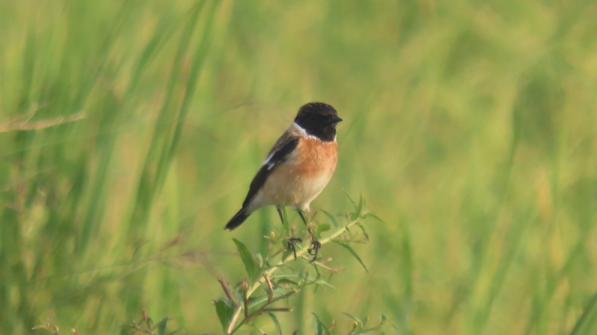 Siberian Stonechat - ML644023711