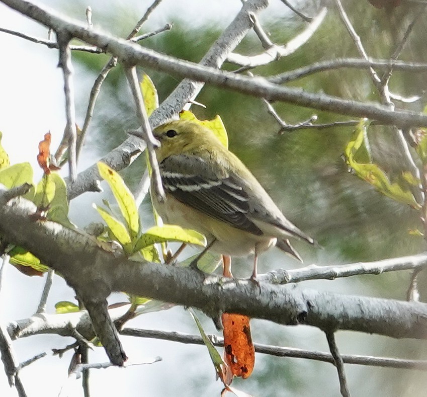 Bay-breasted Warbler - ML644023717