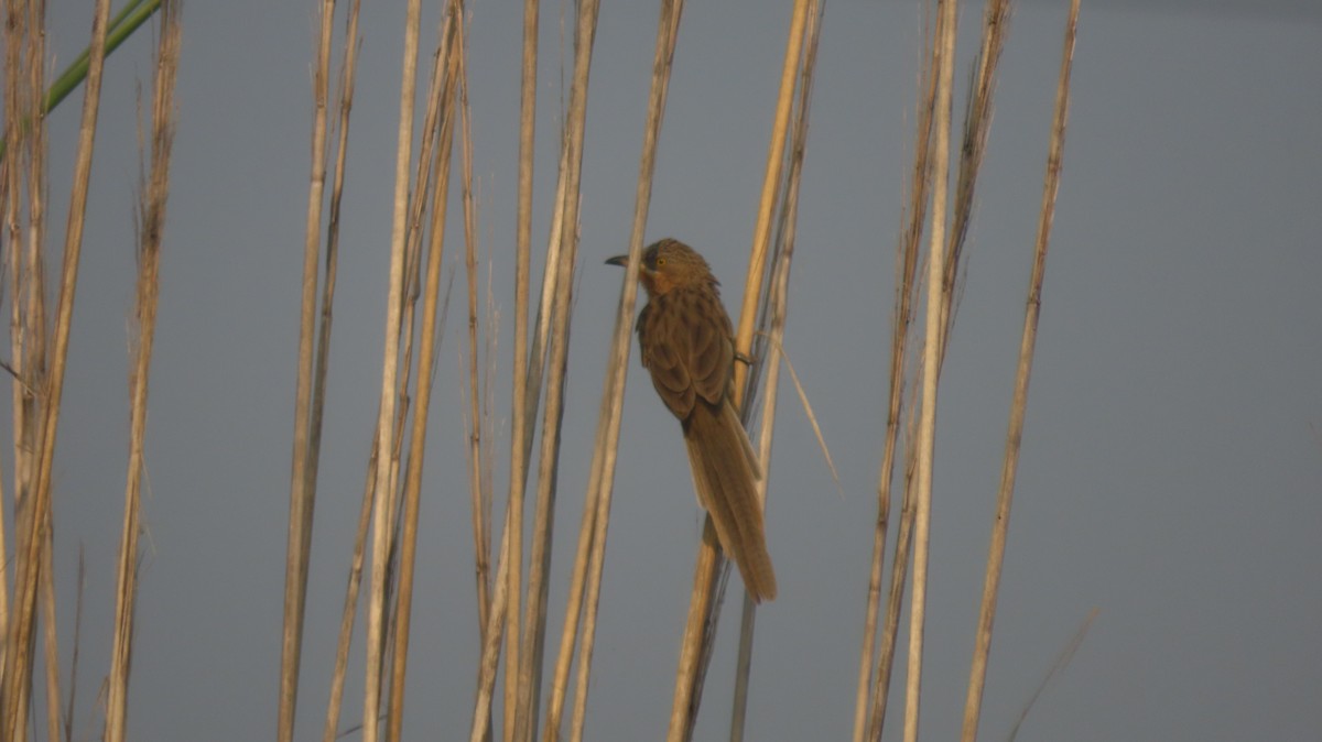 Кратеропа смугастоголова - ML644023718