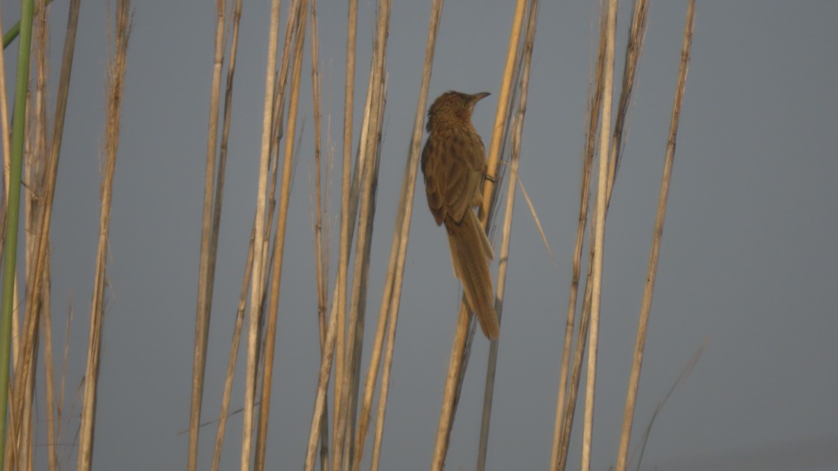 Кратеропа смугастоголова - ML644023719