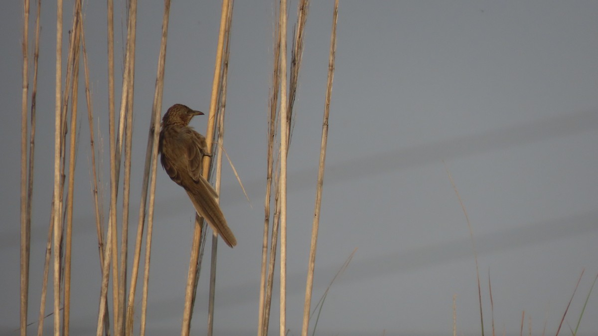 Кратеропа смугастоголова - ML644023720