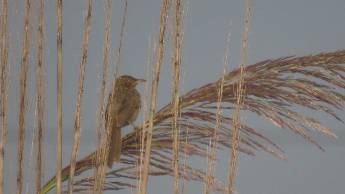 Кратеропа смугастоголова - ML644023722