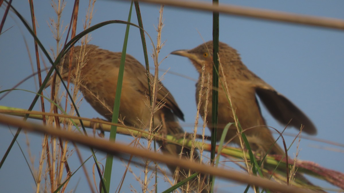 Кратеропа смугастоголова - ML644023725