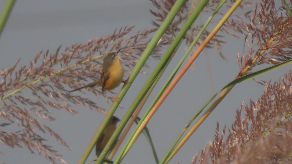 Ashy Prinia - ML644023732
