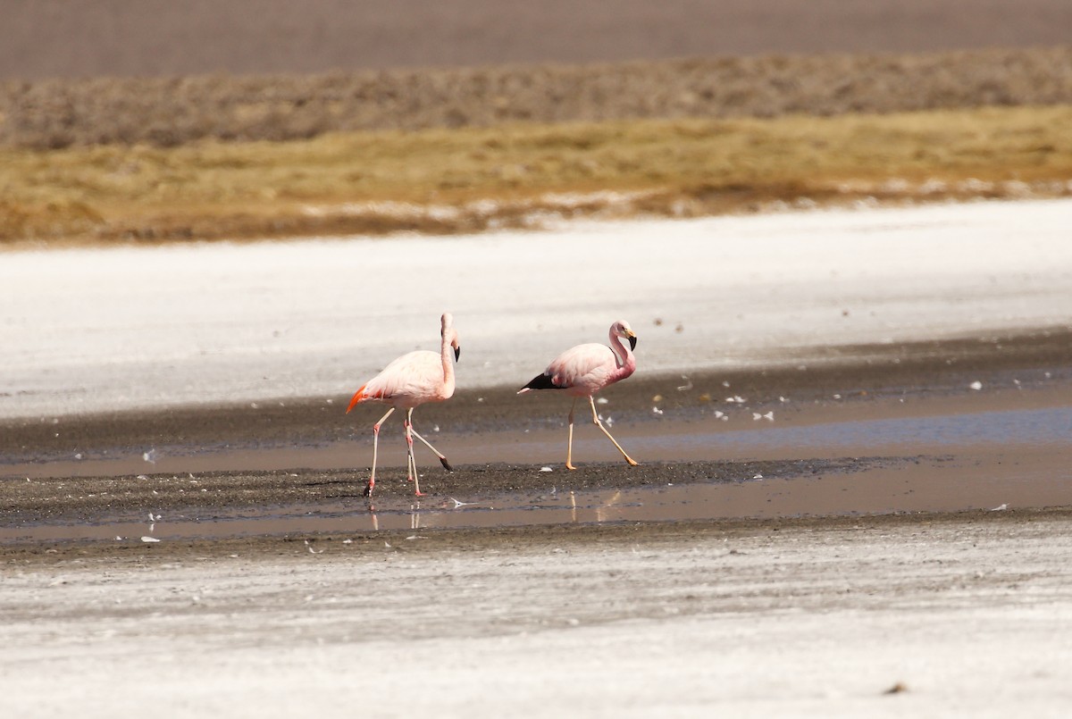Andean Flamingo - ML644023733