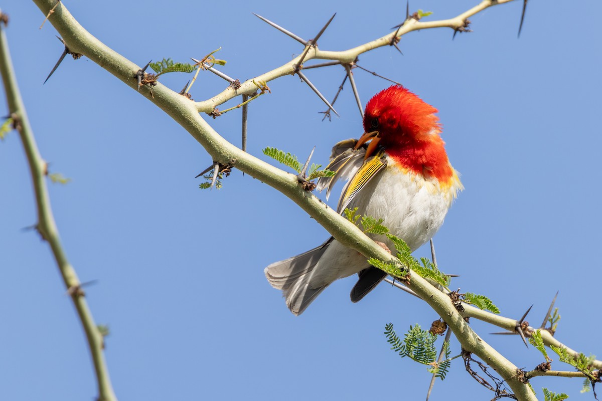 Red-headed Weaver - ML644023739