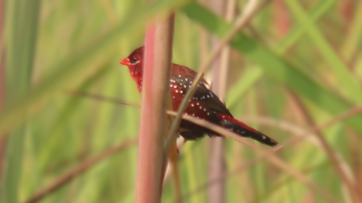 Bengali rouge - ML644023744