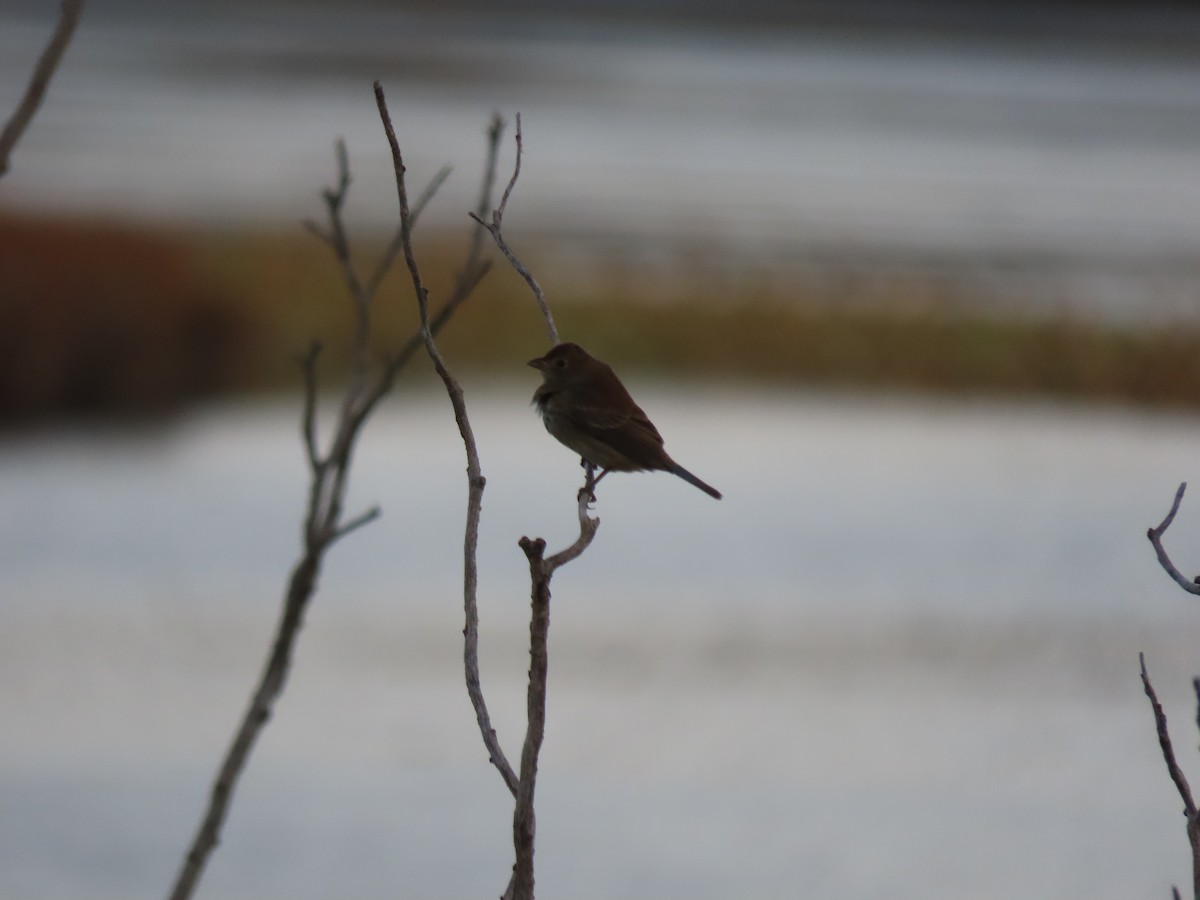 Indigo Bunting - ML644023750