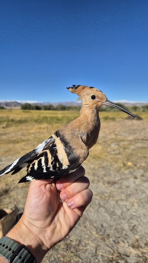 Eurasian Hoopoe - ML644023751