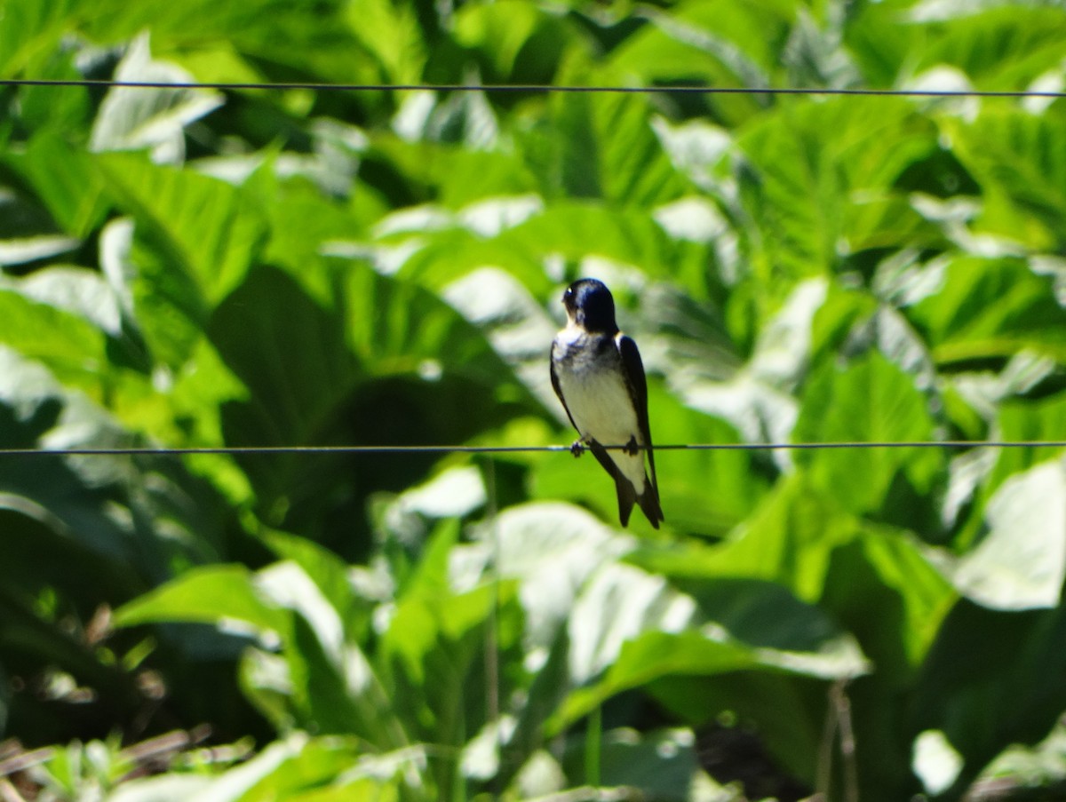 Gray-breasted Martin - ML644023753