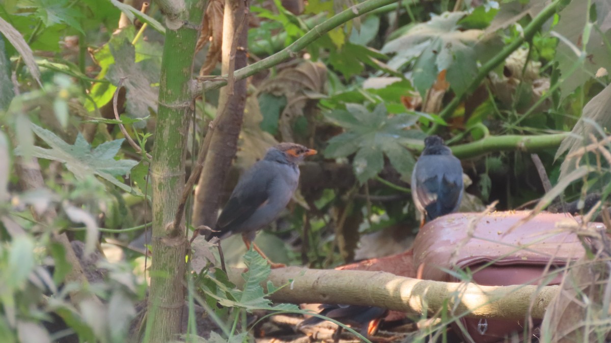 landsbystær - ML644023757