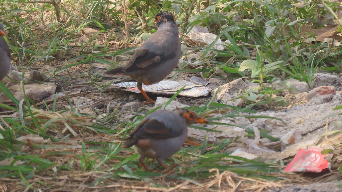 landsbystær - ML644023758