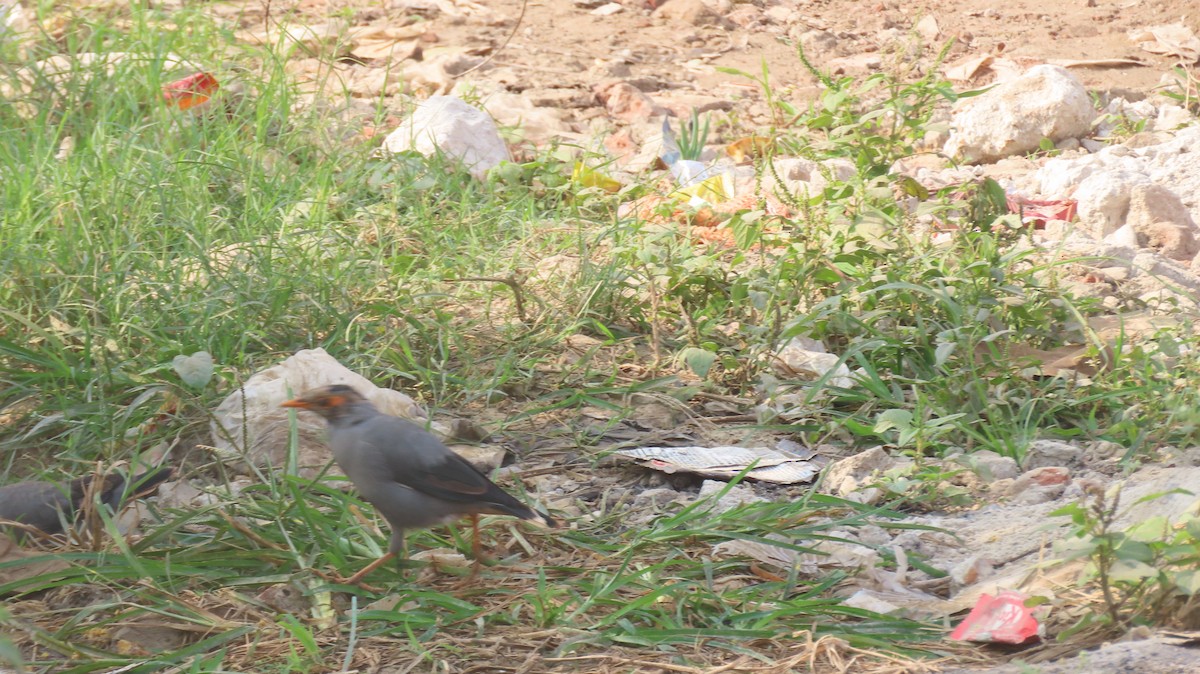 landsbystær - ML644023760