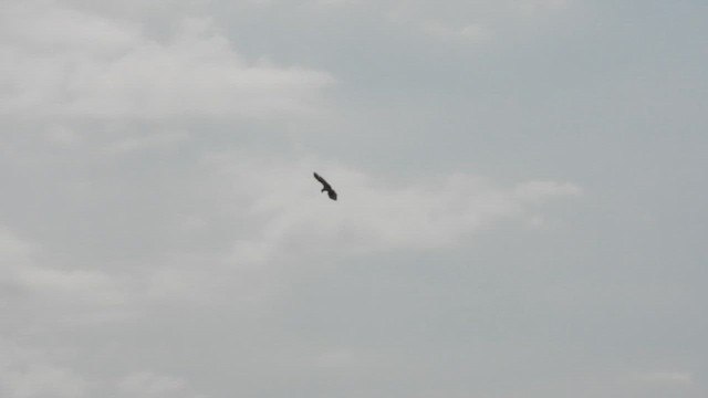 Balbuzard pêcheur - ML644023770