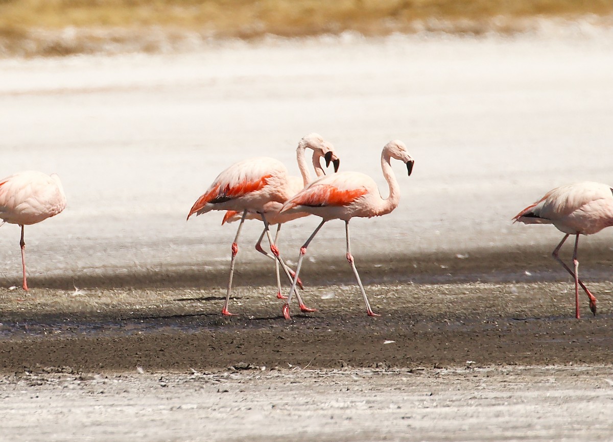 Chilean Flamingo - ML644023775