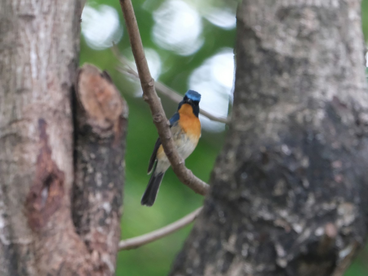 Hill Blue Flycatcher - ML644023777