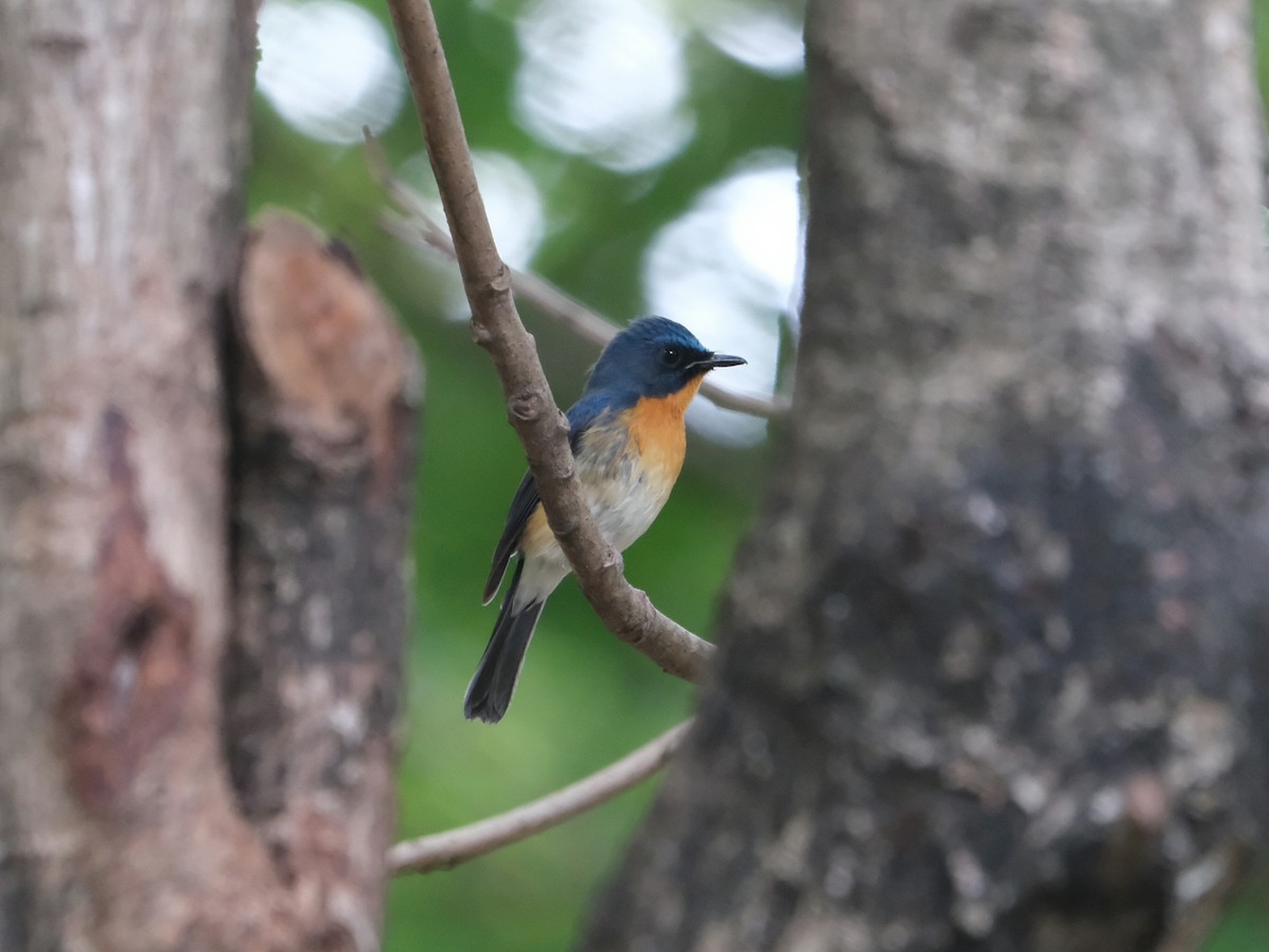 Hill Blue Flycatcher - ML644023778