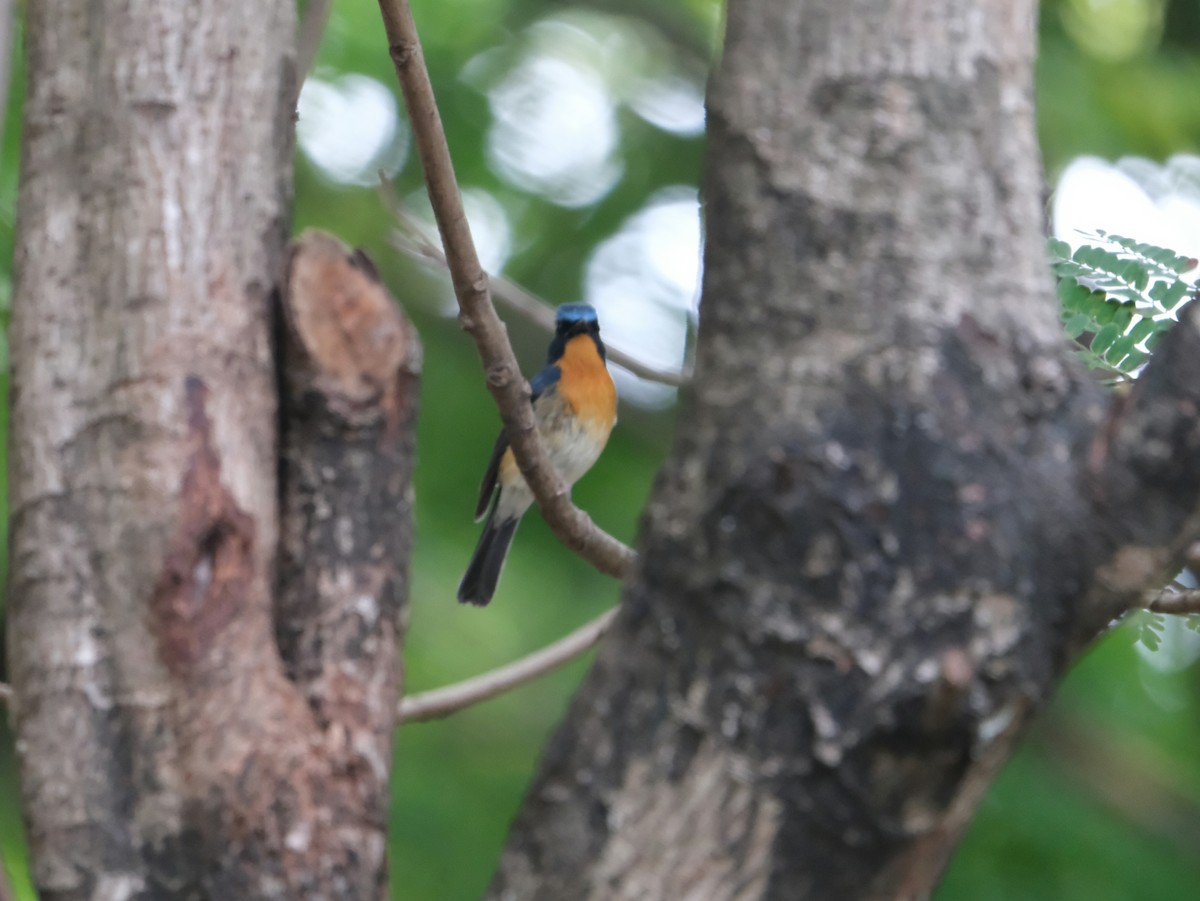 Hill Blue Flycatcher - ML644023780