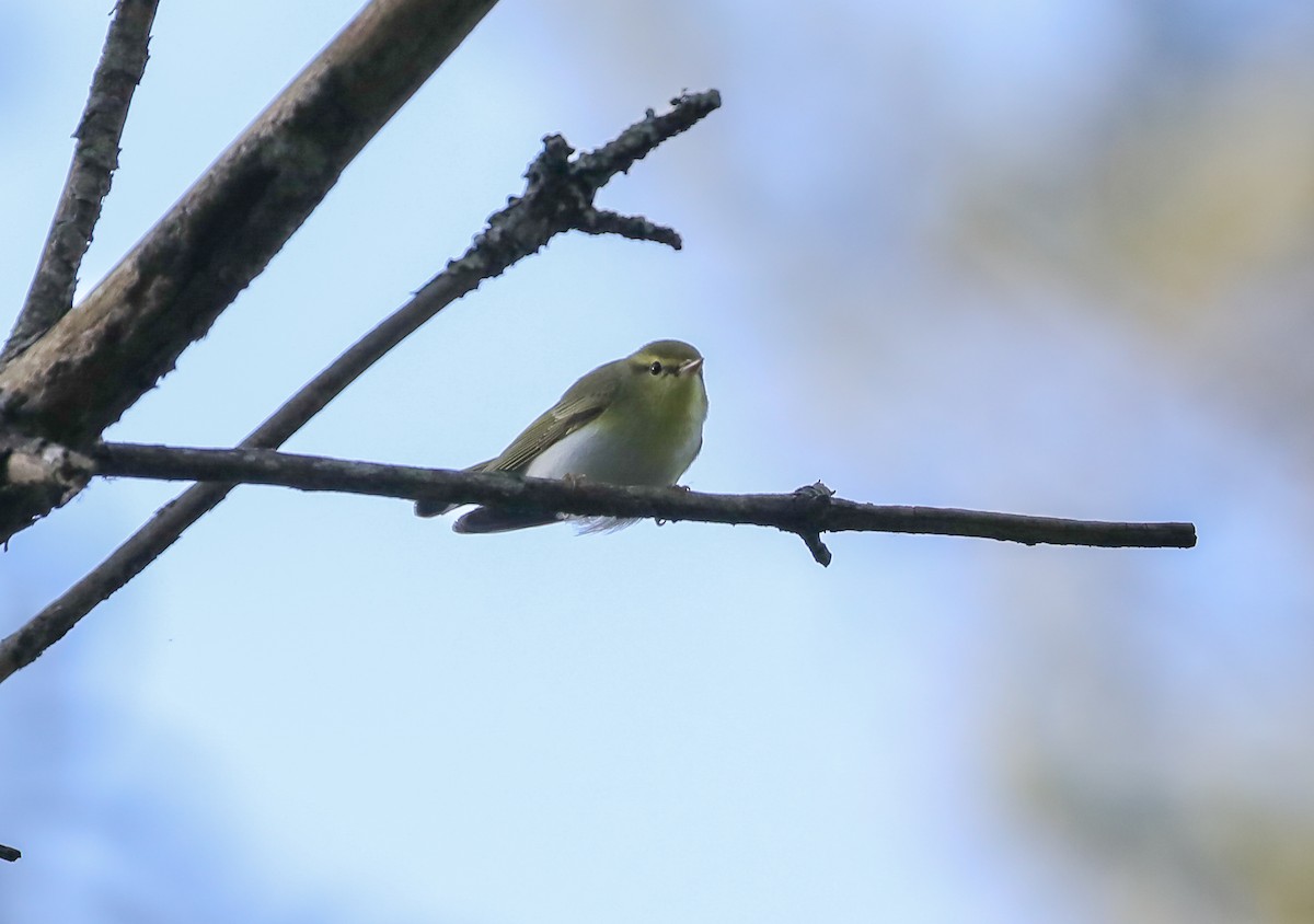 Waldlaubsänger - ML644023791