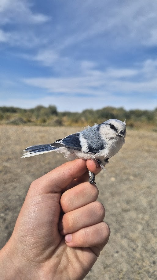 Mésange azurée - ML644023839