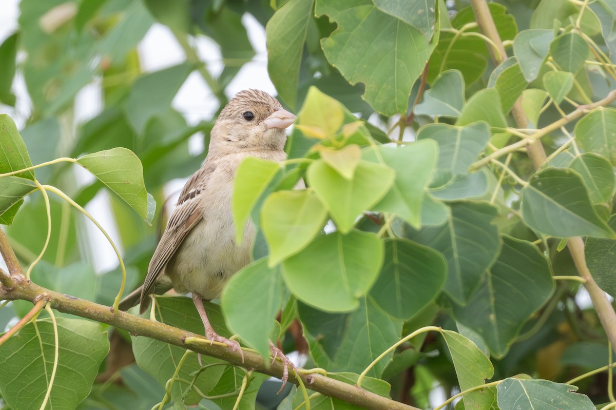 Bruant mélanocéphale - ML644023843