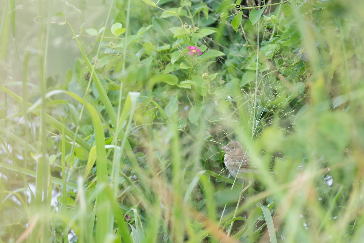 Bruant mélanocéphale - ML644023844