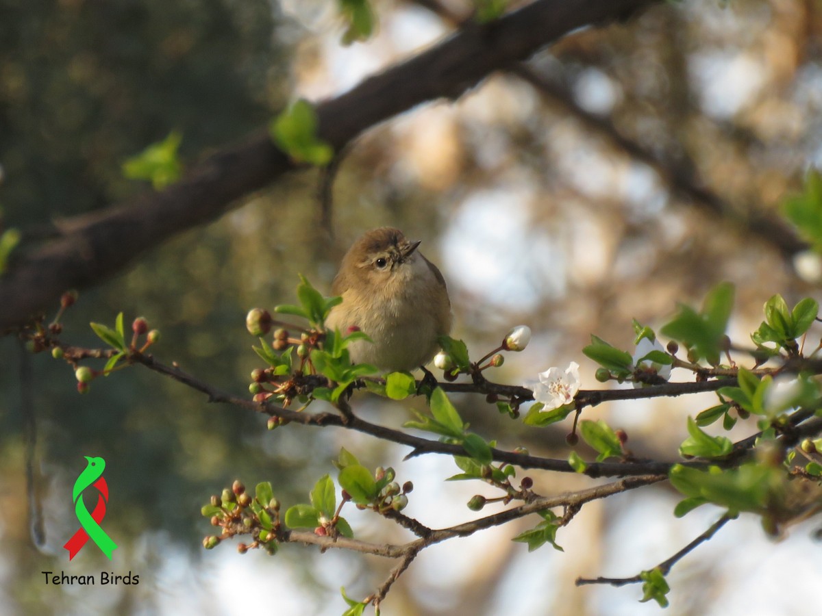 Mountain Chiffchaff (Caucasian) - ML644023848