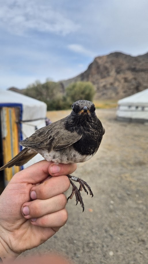 Дрізд чорноволий - ML644023860