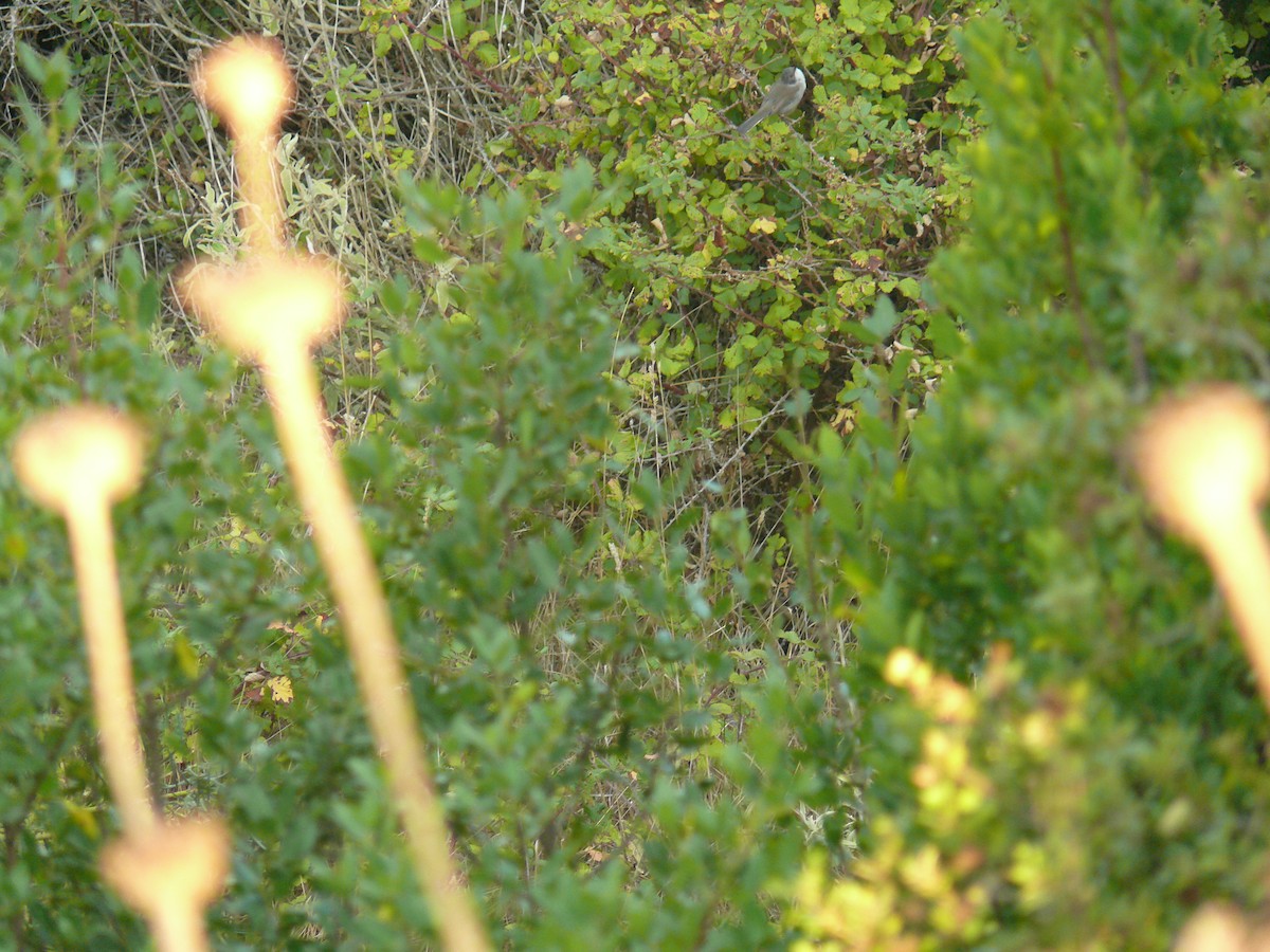 Sardinian Warbler - ML644023878