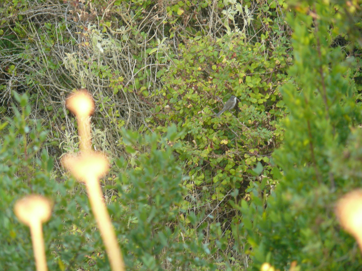 Sardinian Warbler - ML644023879
