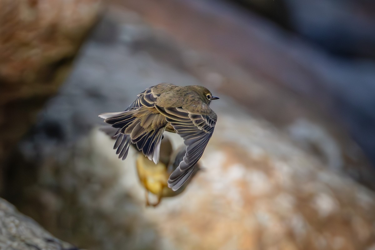 Rock Pipit - ML644023912