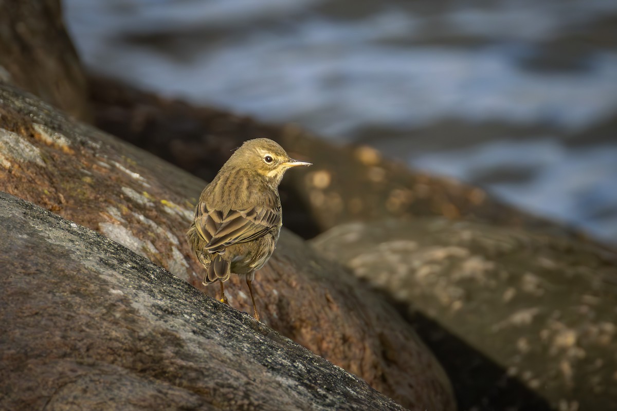 Rock Pipit - ML644023913