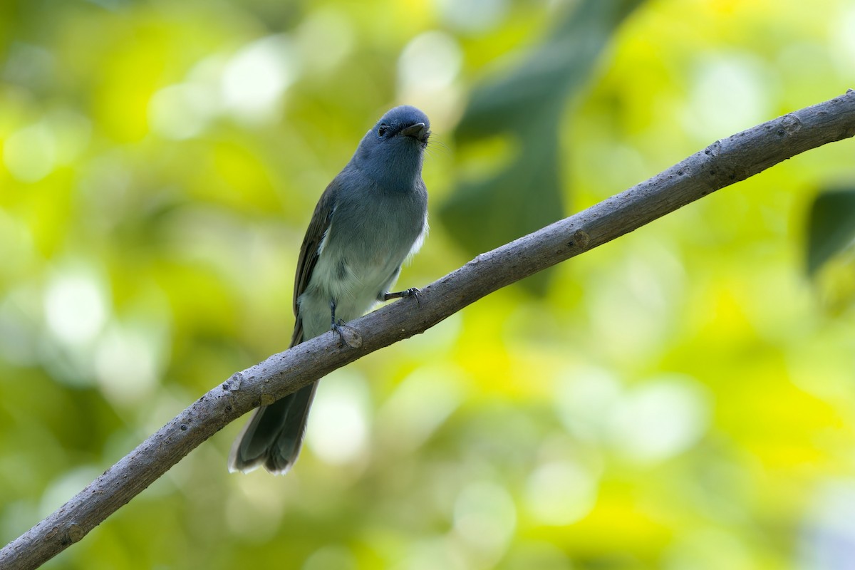 Tchitrec azuré - ML644023925