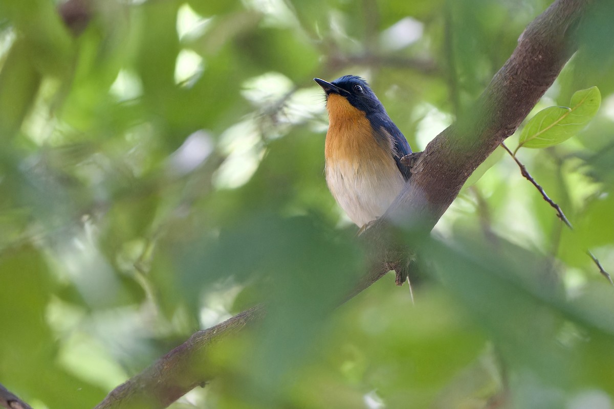 Hill Blue Flycatcher - ML644023932