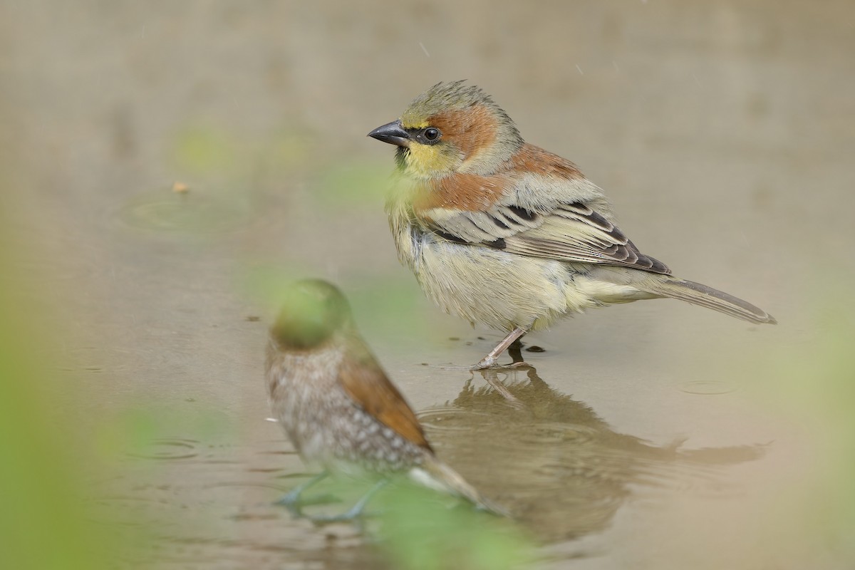 セアカスズメ - ML644023934