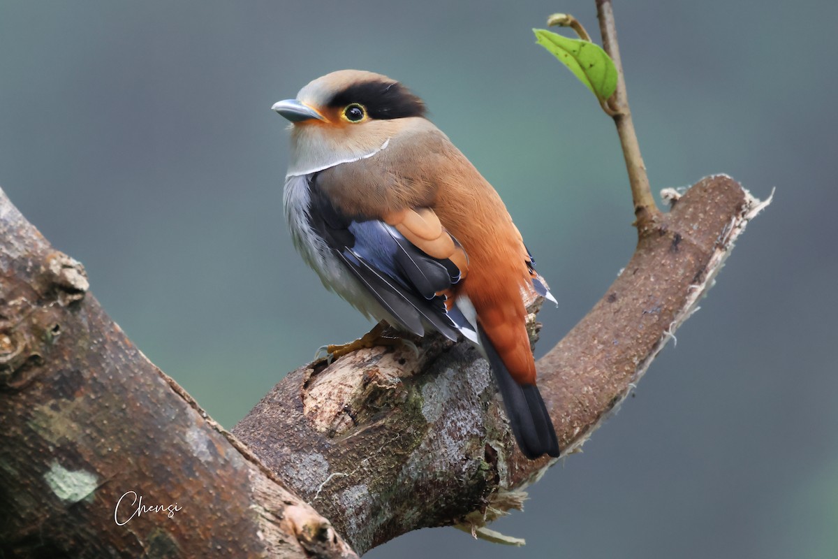 ギンムネヒロハシ - ML644023947