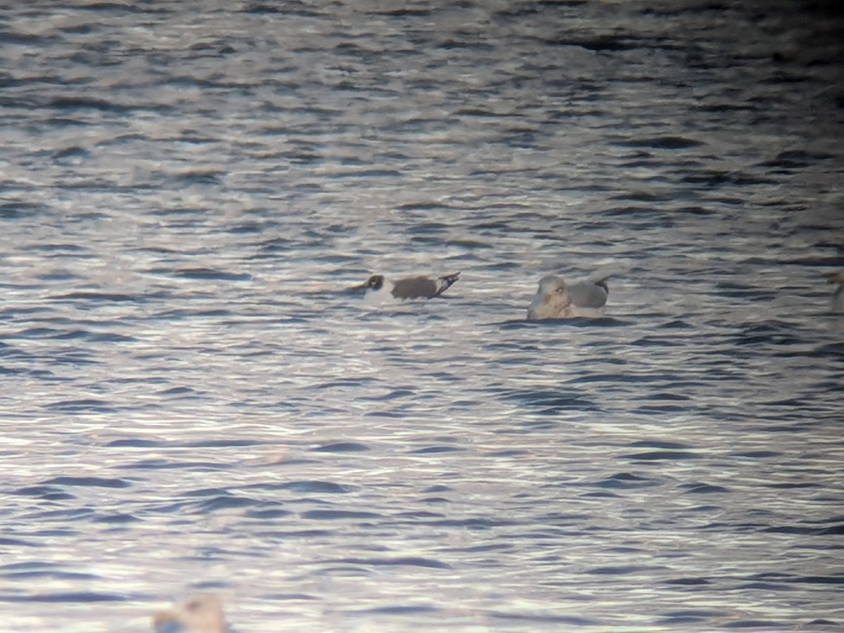 Franklin's Gull - ML644023949