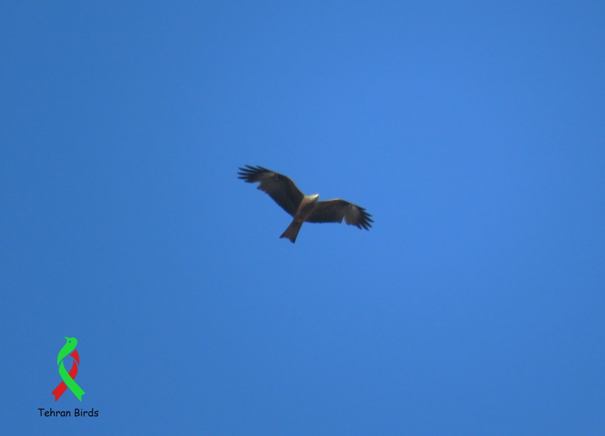 luňák hnědý - ML644023950