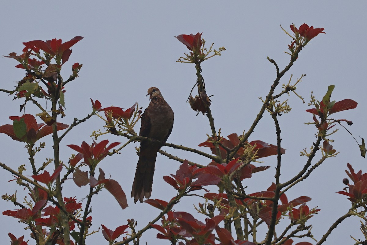 スルターンオナガバト - ML644023961