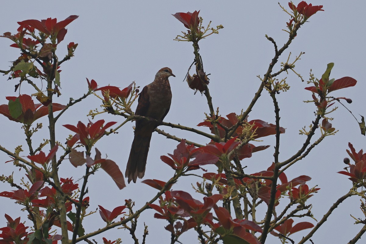 スルターンオナガバト - ML644023962