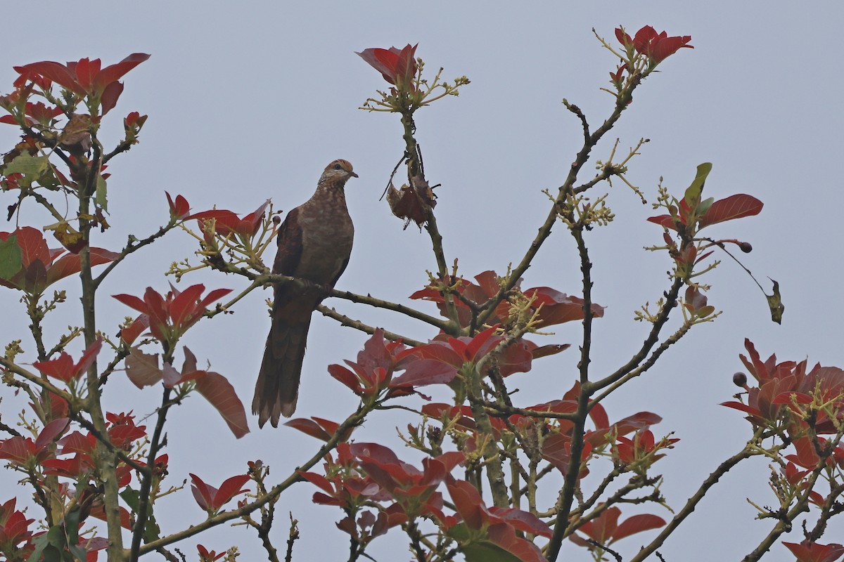 スルターンオナガバト - ML644023963