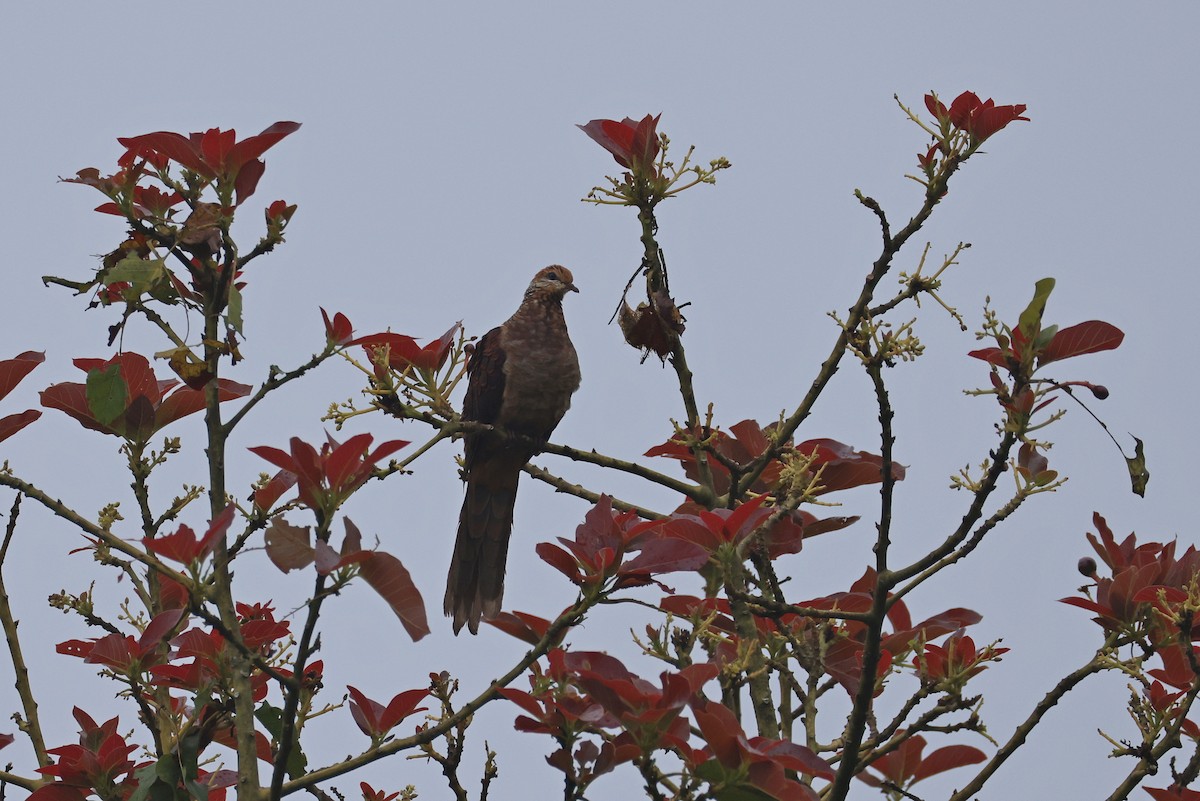 スルターンオナガバト - ML644023964
