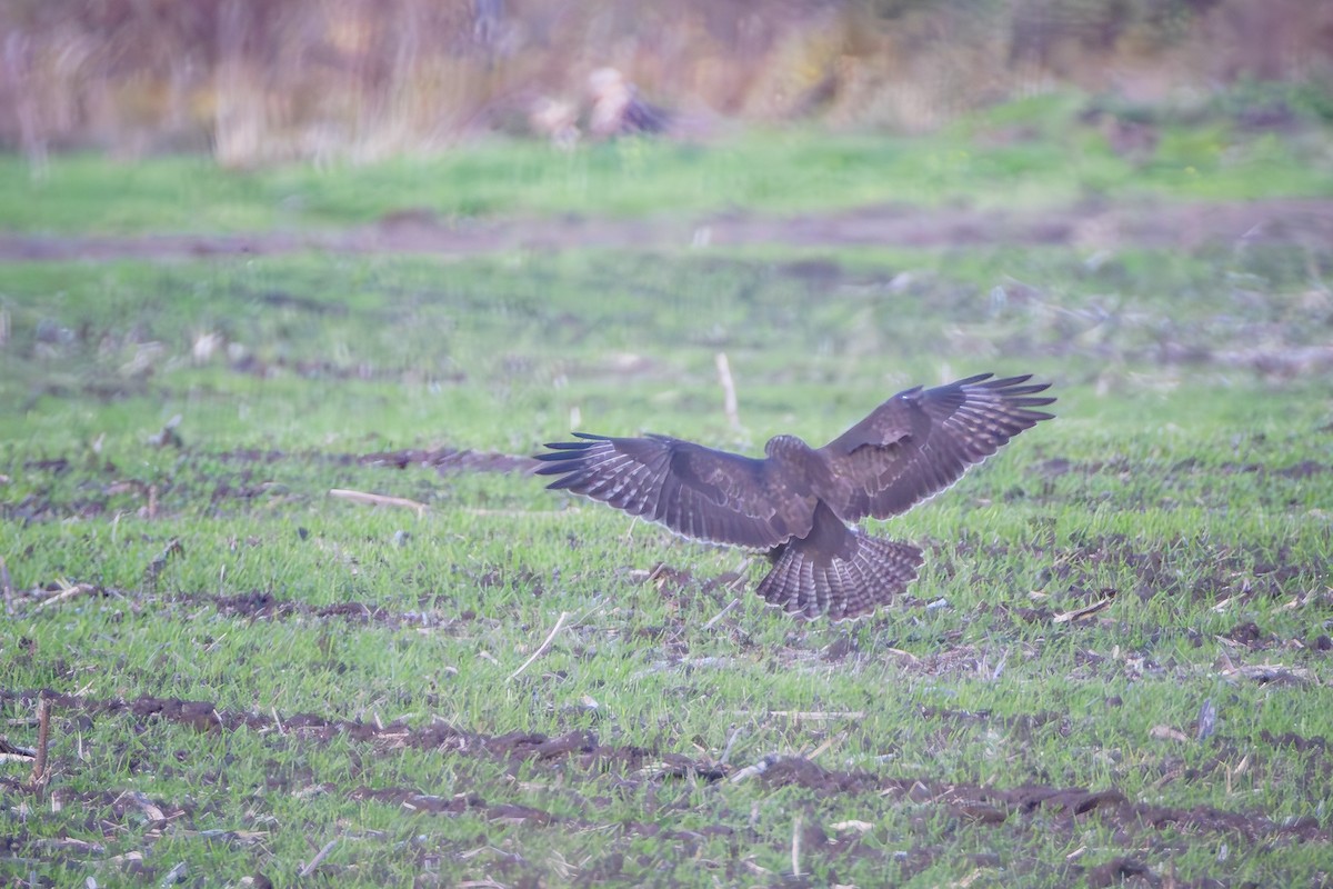 Common Buzzard - ML644023975