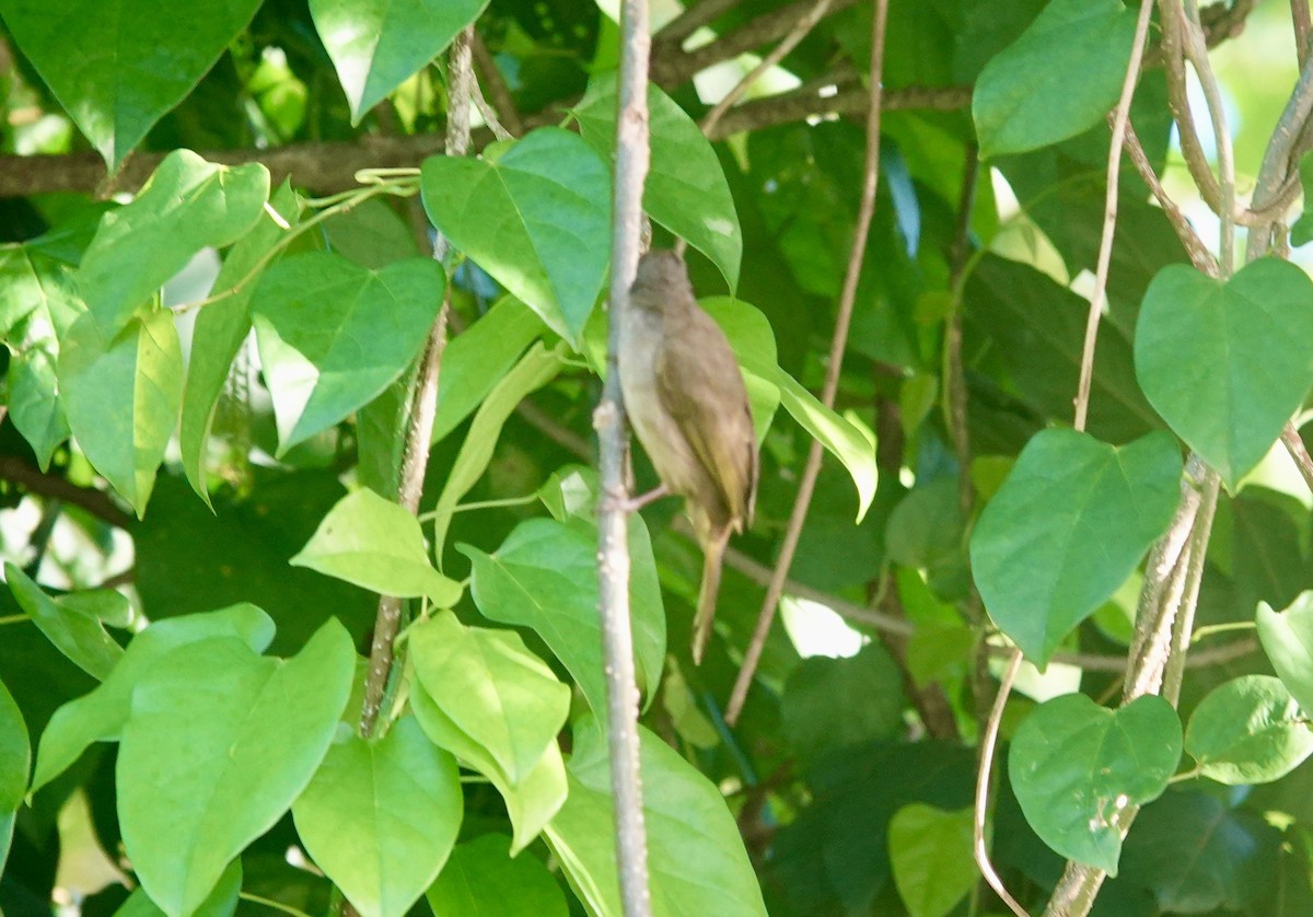 Olive-winged Bulbul - ML644023991