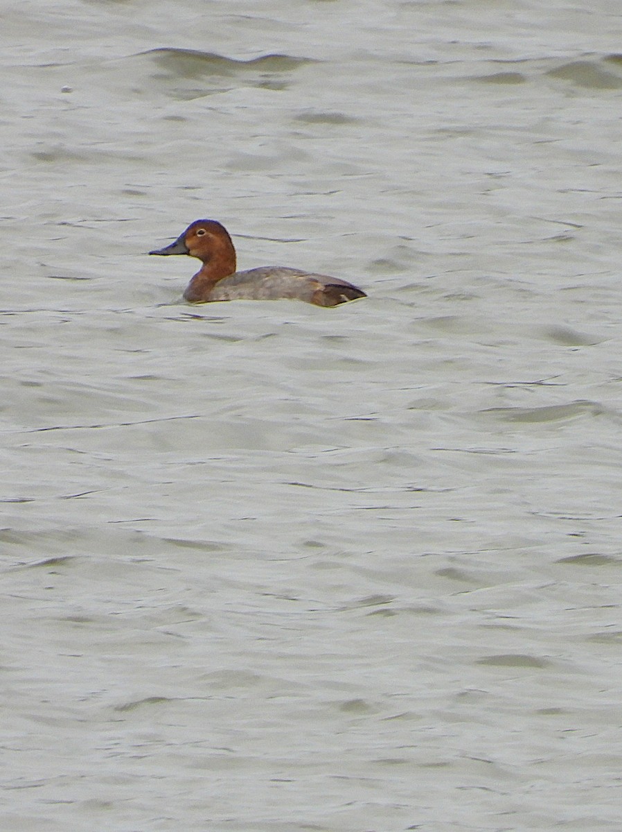 Common Pochard - ML644023996