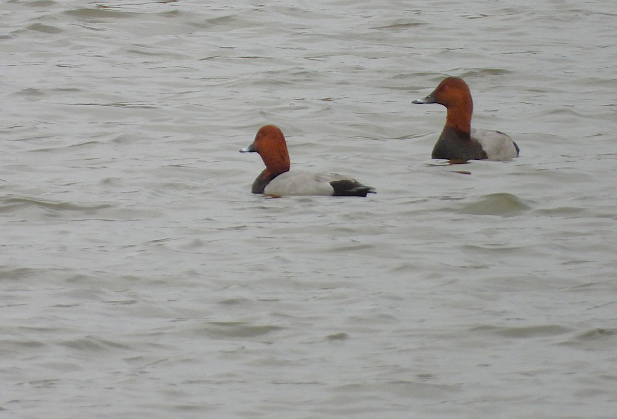 Common Pochard - ML644023997
