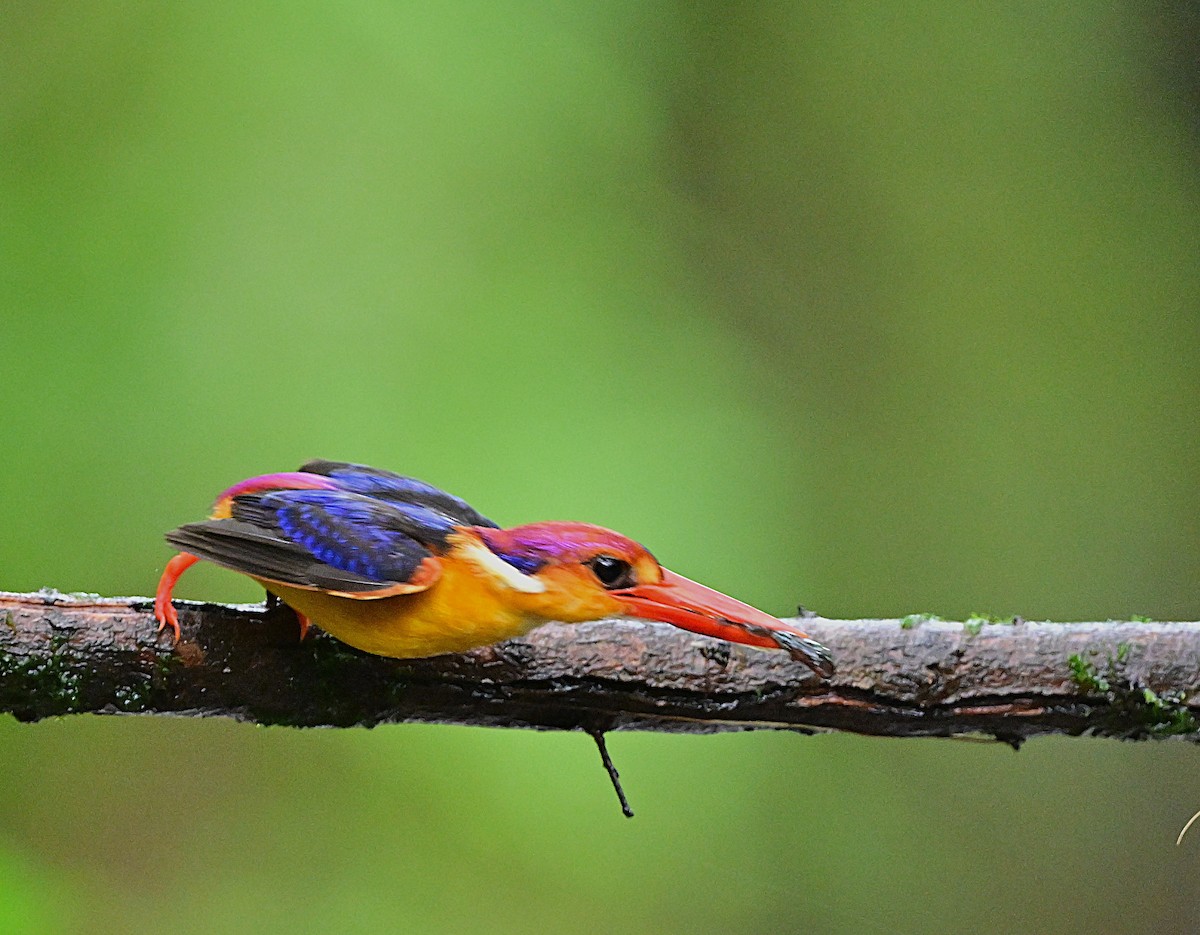 Black-backed Dwarf-Kingfisher - ML644024003