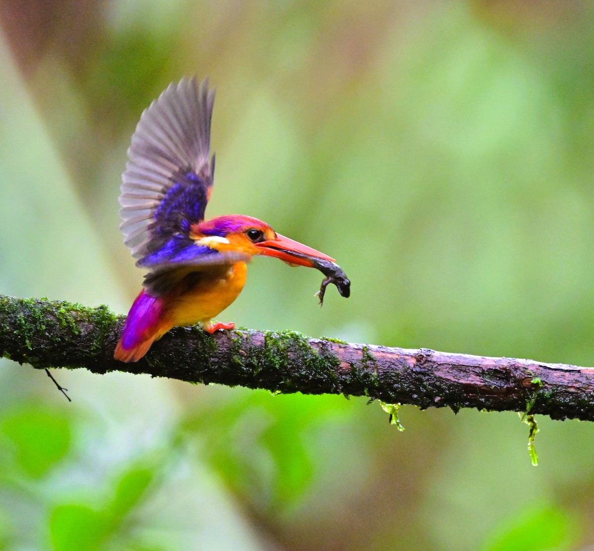 Black-backed Dwarf-Kingfisher - ML644024004