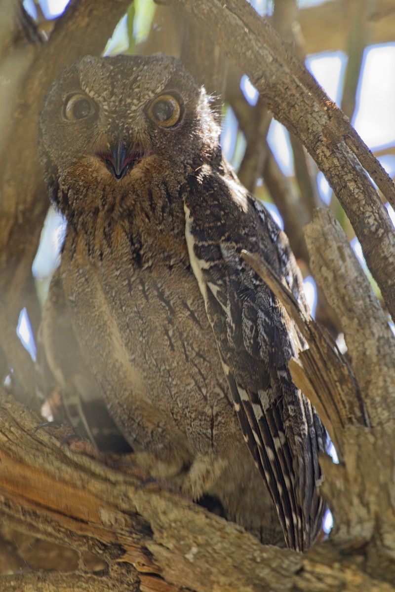 Madagascar Scops-Owl (Torotoroka) - ML644024005